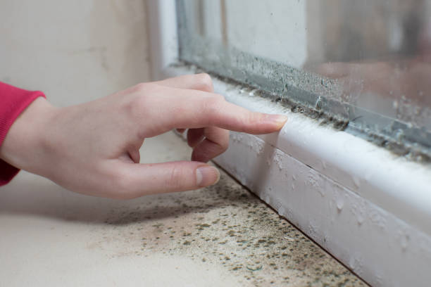 Best Mold Odor Removal Services  in Southport, CT