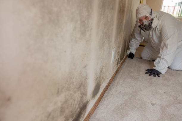 Best Mold Remediation for Healthcare Facilities  in Southport, CT